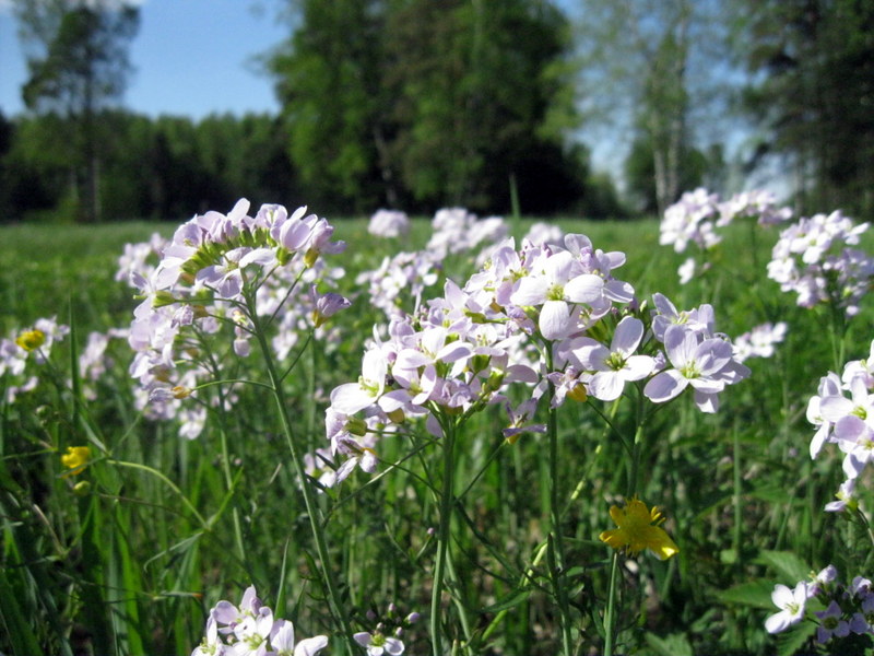 Изображение особи Cardamine pratensis.