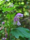 Lamium maculatum