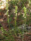 Goodyera repens