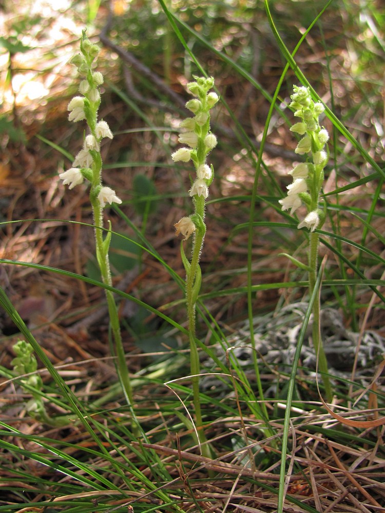 Изображение особи Goodyera repens.