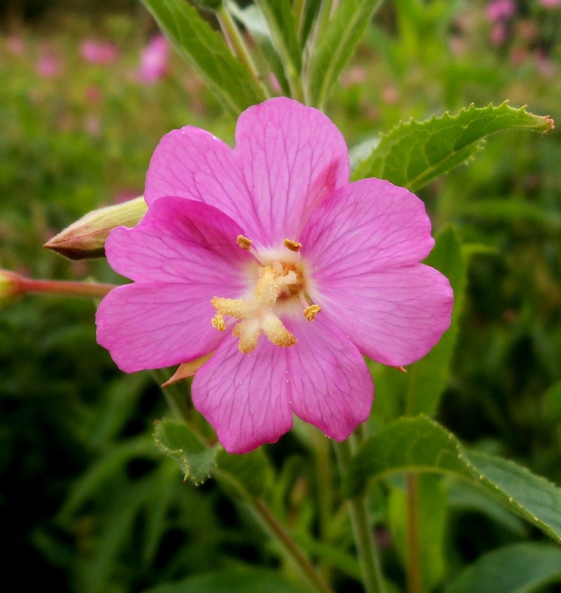 Image of Epilobium hirsutum specimen.