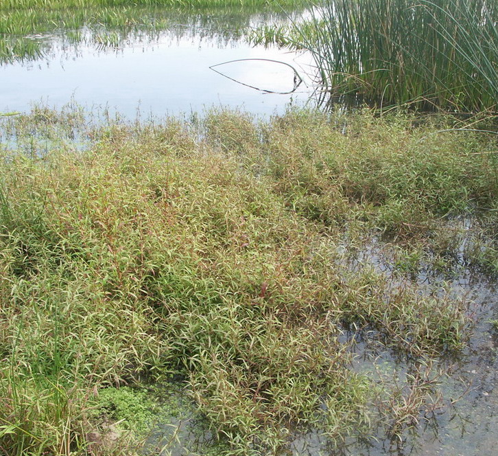 Image of Persicaria foliosa specimen.