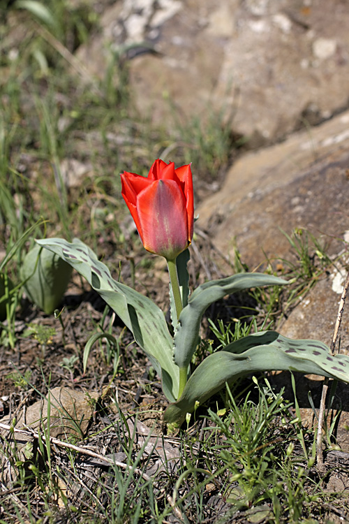 Изображение особи Tulipa greigii.