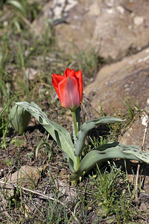 Изображение особи Tulipa greigii.