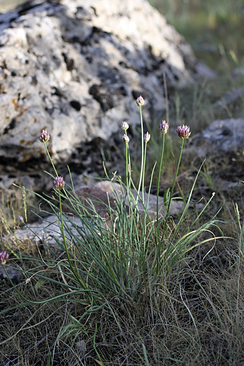 Image of Allium inconspicuum specimen.
