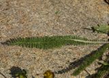 Achillea millefolium