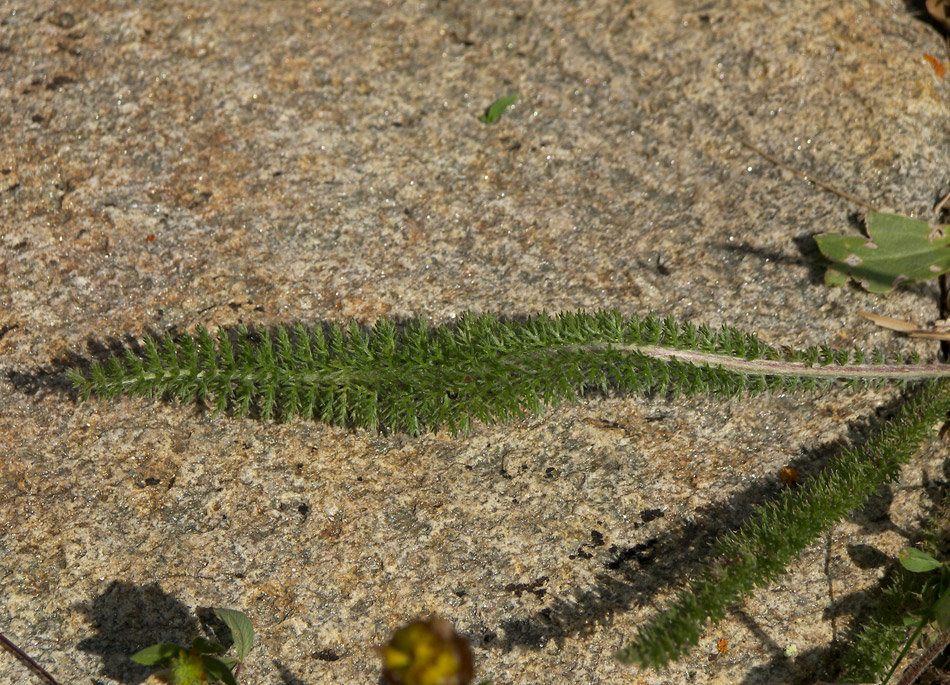 Изображение особи Achillea millefolium.