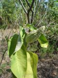 Asclepias syriaca