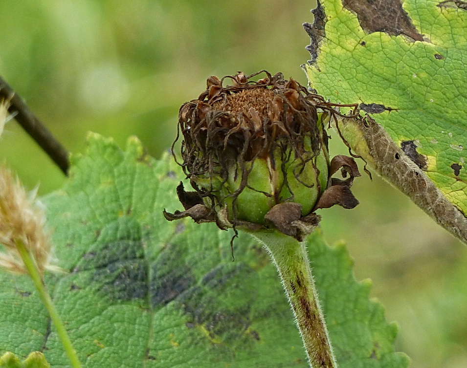 Image of Inula helenium specimen.