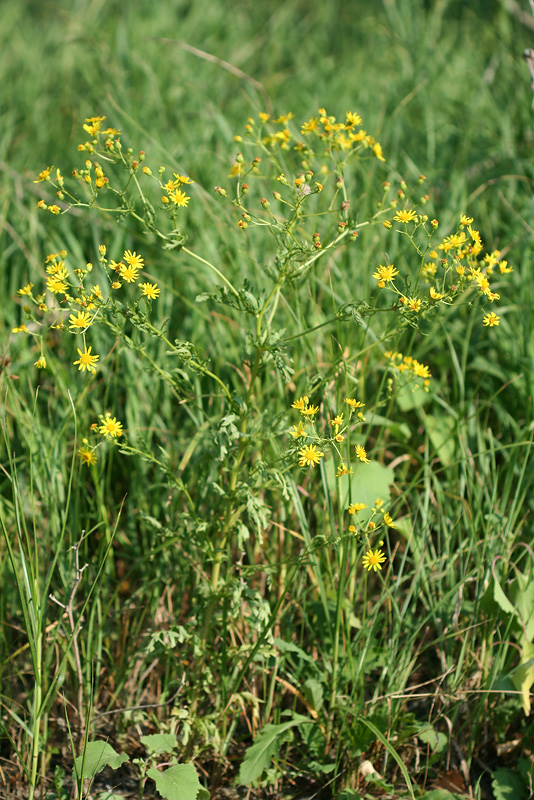 Image of Senecio andrzejowskyi specimen.