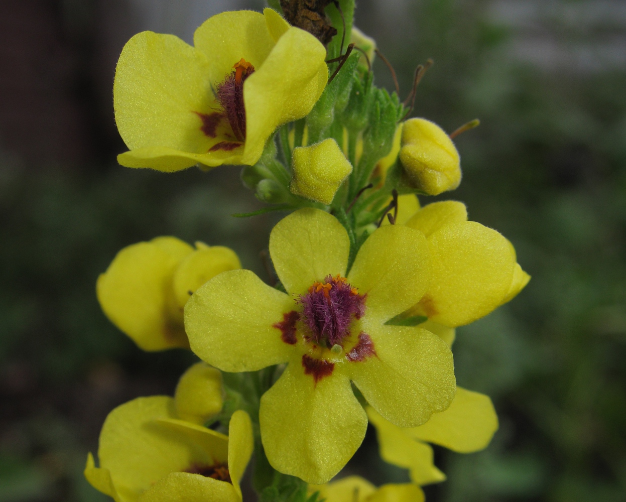 Изображение особи Verbascum nigrum.