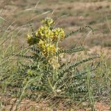 Astragalus vulpinus