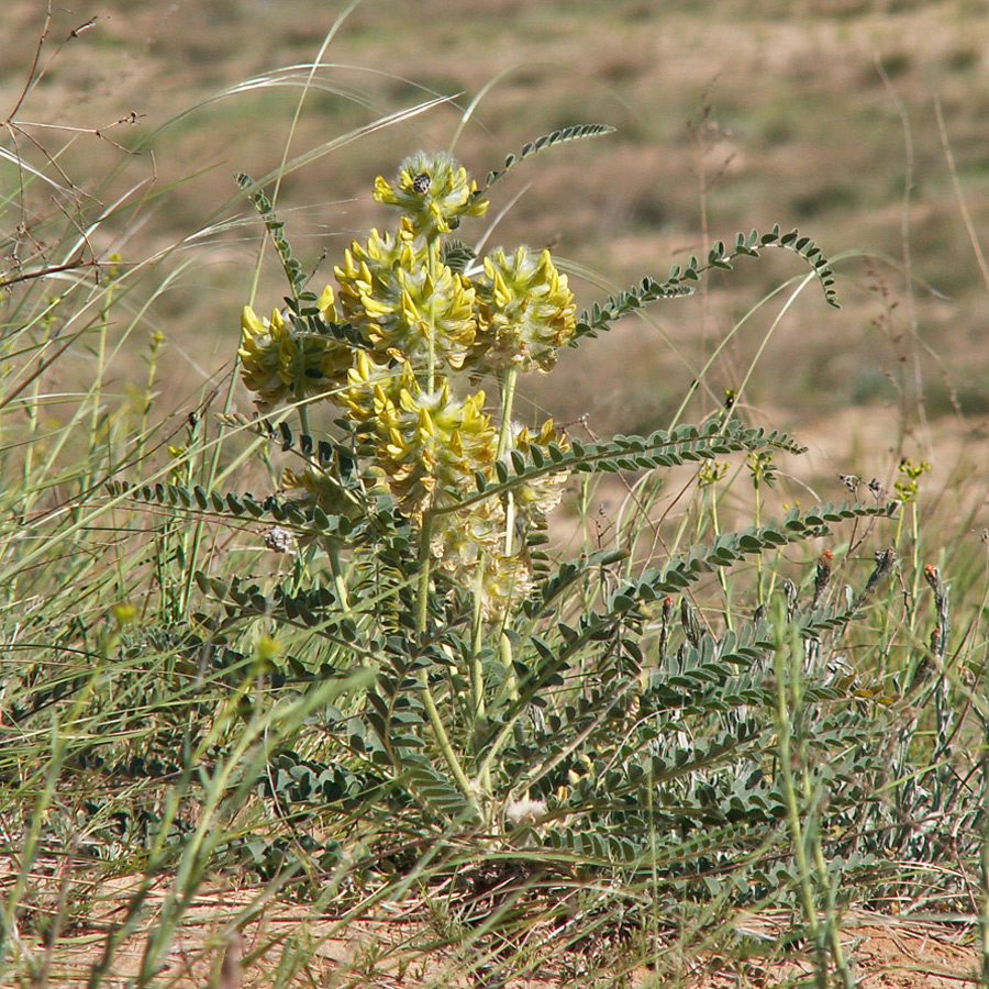 Image of Astragalus vulpinus specimen.