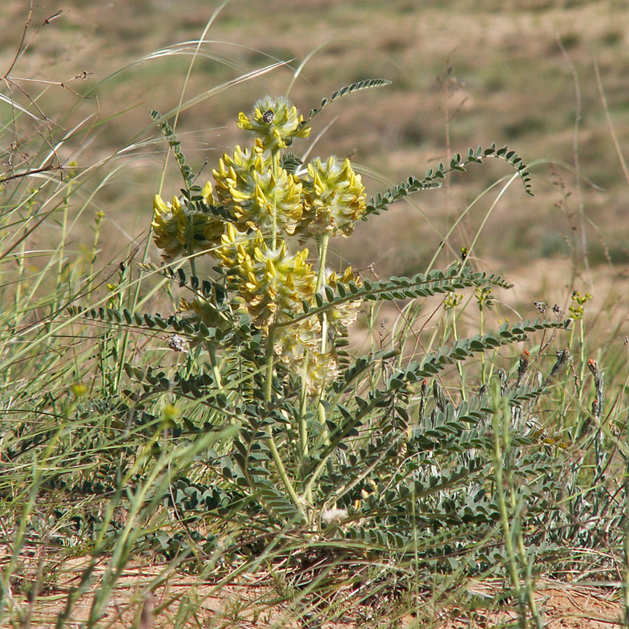 Image of Astragalus vulpinus specimen.