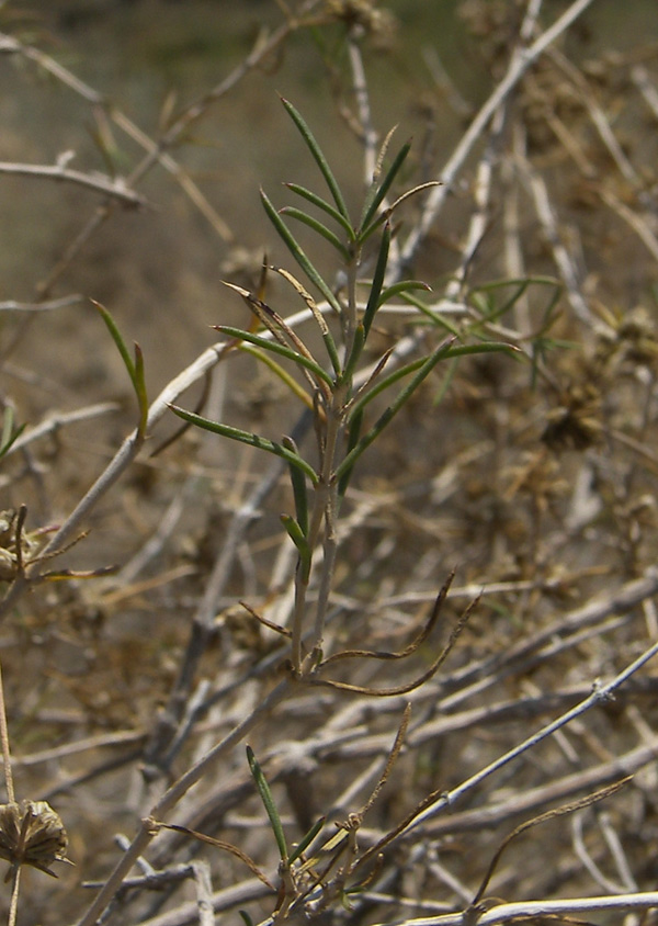 Image of Acanthophyllum mucronatum specimen.