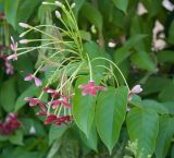 Combretum indicum. Верхушка побега с соцветием. Греция, о. Родос, в культуре. 26.07.2012.