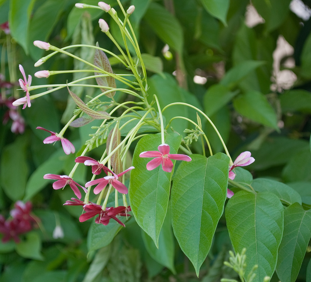 Image of Combretum indicum specimen.