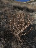 Cousinia purpurea