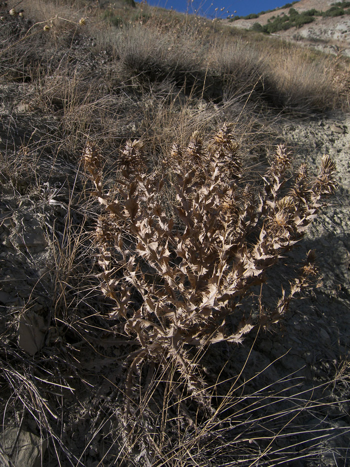 Изображение особи Cousinia purpurea.