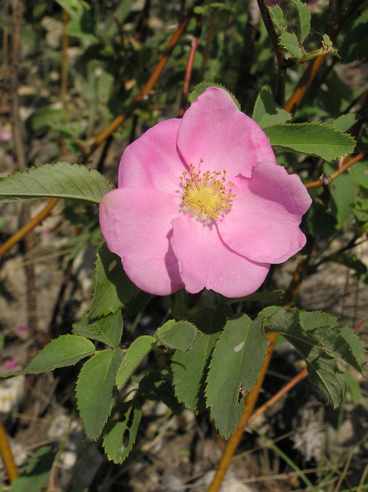 Изображение особи Rosa gorenkensis.