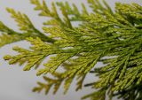 Cupressus × leylandii. Верхушка веточки. Германия, г. Кемпен, в культуре. 09.11.2012.