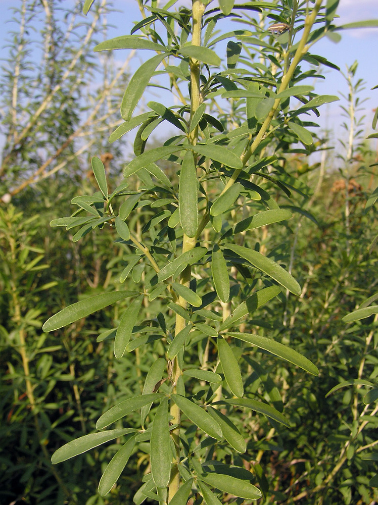 Image of Chamaecytisus ruthenicus specimen.