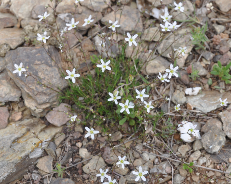 Image of Minuartia hirsuta ssp. falcata specimen.