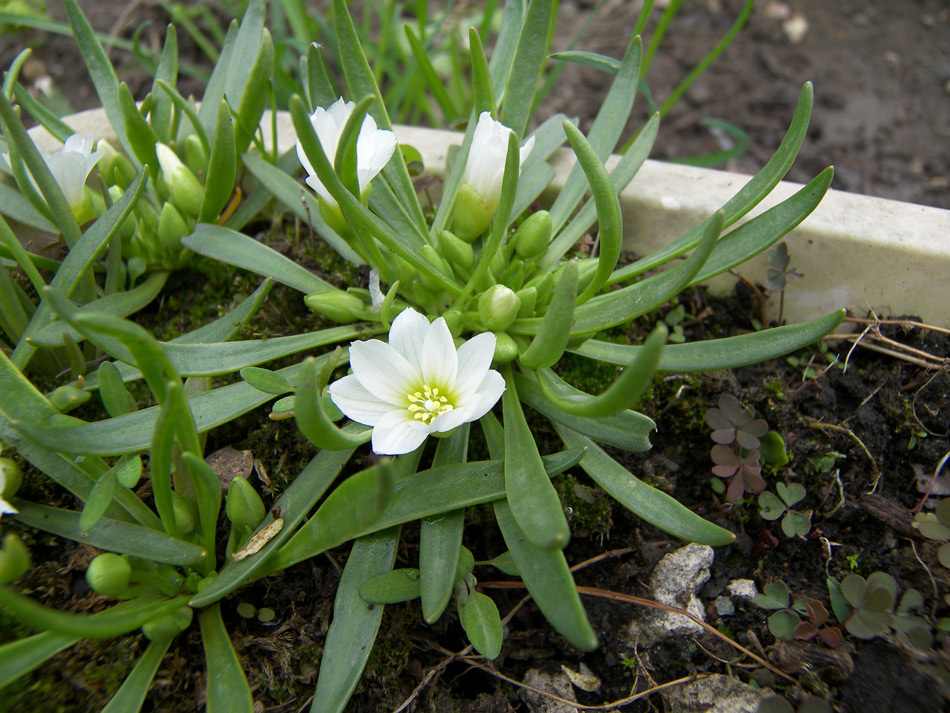 Image of Lewisia nevadensis specimen.