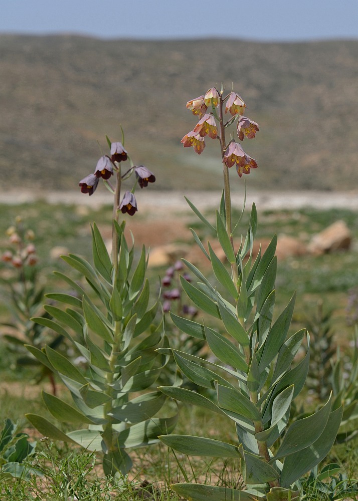 Изображение особи Fritillaria persica.