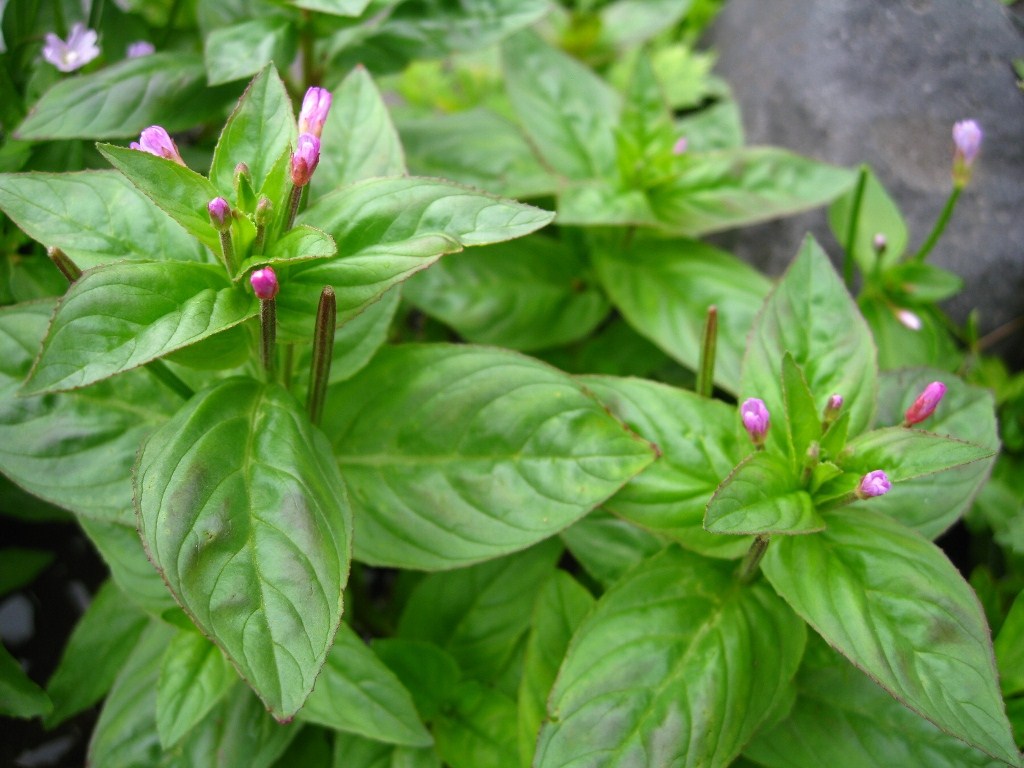 Image of Epilobium glandulosum specimen.