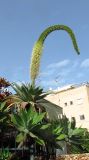 Agave attenuata