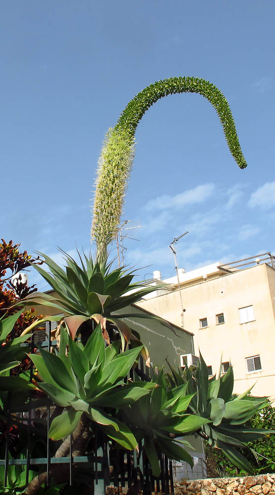 Image of Agave attenuata specimen.