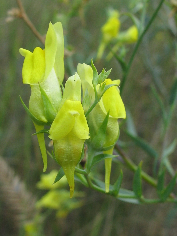 Image of Linaria genistifolia specimen.