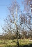 Betula