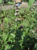 Mentha × gracilis