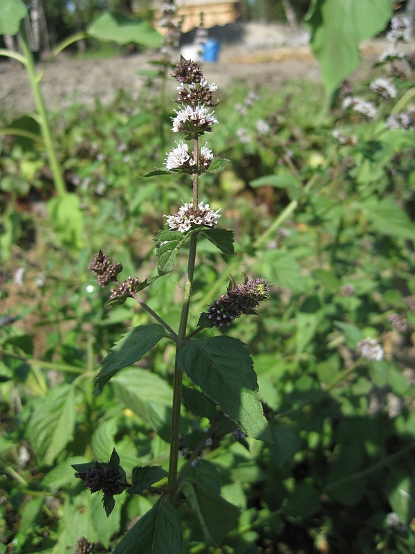 Image of Mentha &times; gracilis specimen.