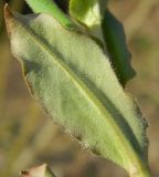 Pulmonaria obscura