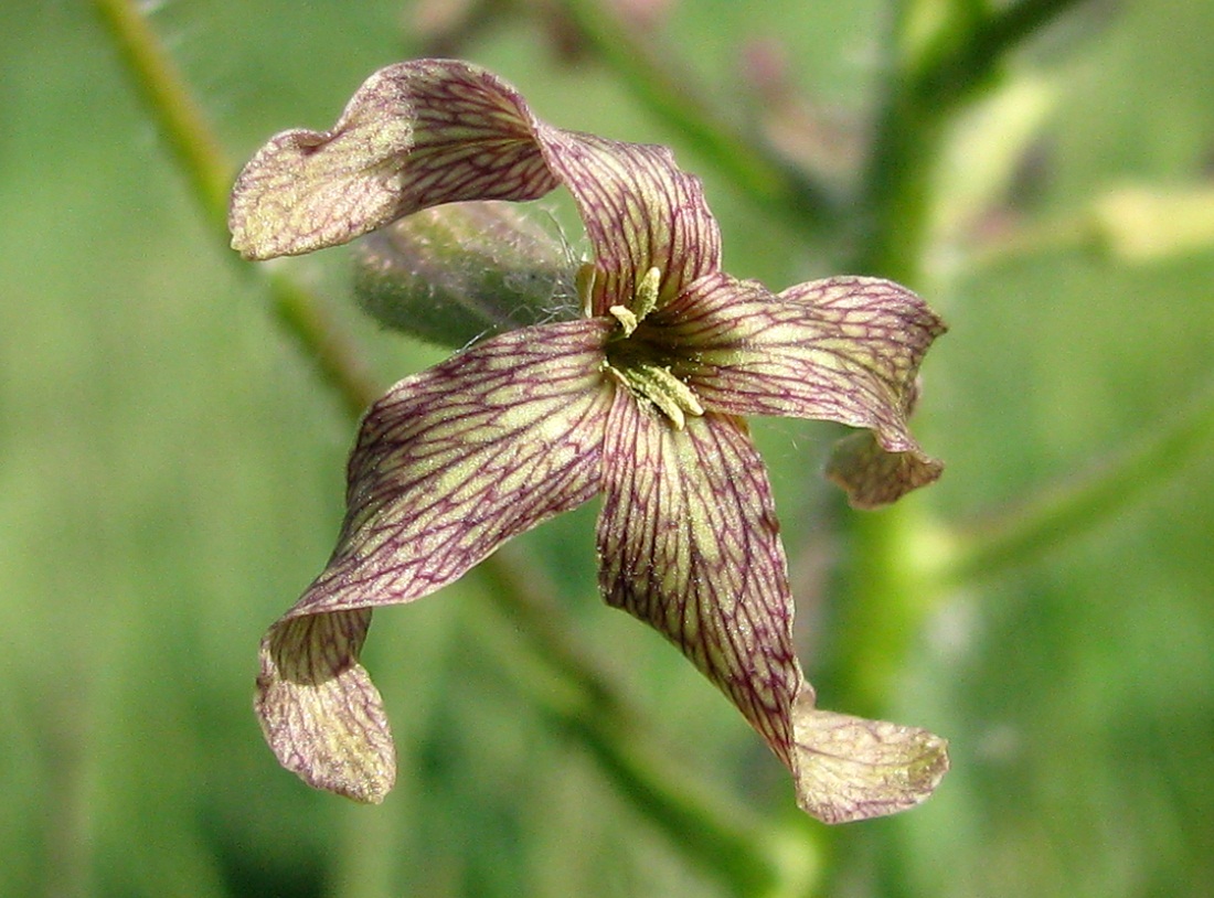 Изображение особи Hesperis tristis.