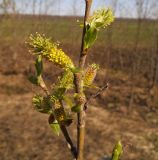 Salix myrsinifolia