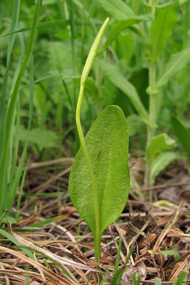 Изображение особи Ophioglossum vulgatum.