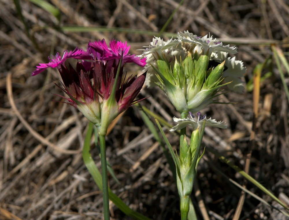 Image of Dianthus capitatus specimen.