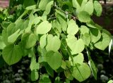 Cercidiphyllum magnificum