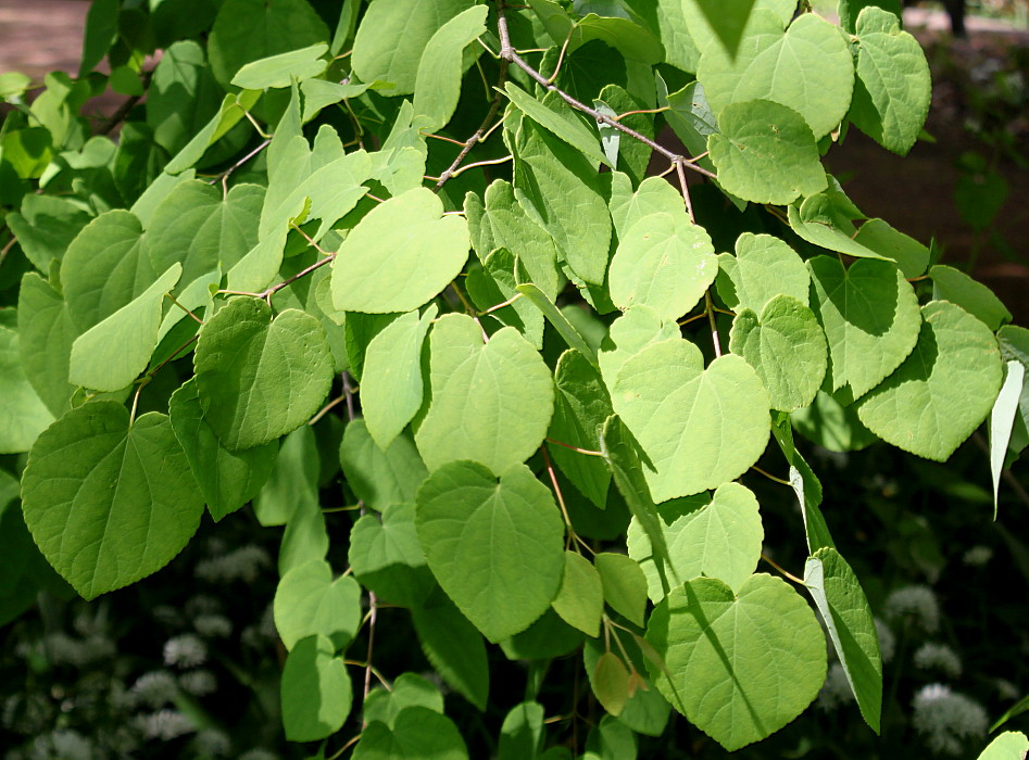 Image of Cercidiphyllum magnificum specimen.