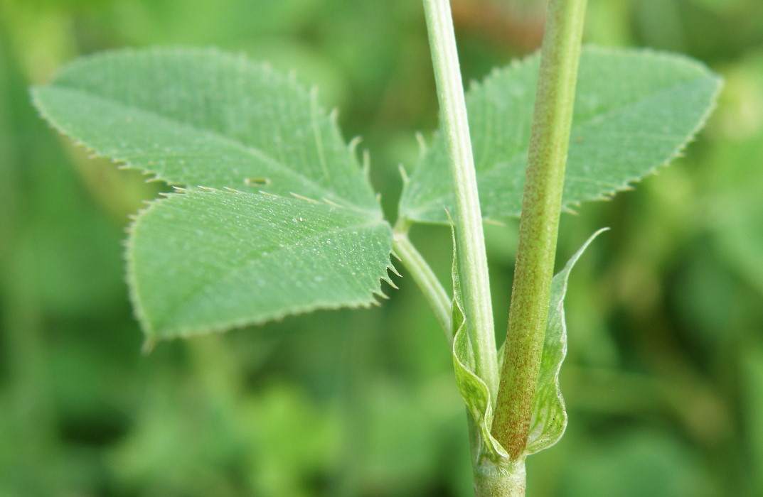 Изображение особи Trifolium hybridum.