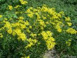 Senecio vernalis