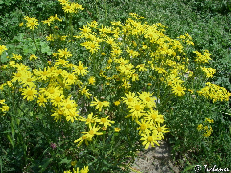 Изображение особи Senecio vernalis.