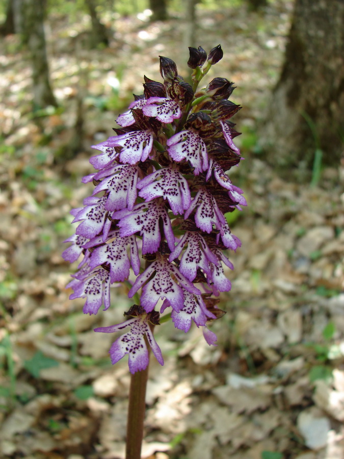 Image of Orchis purpurea specimen.