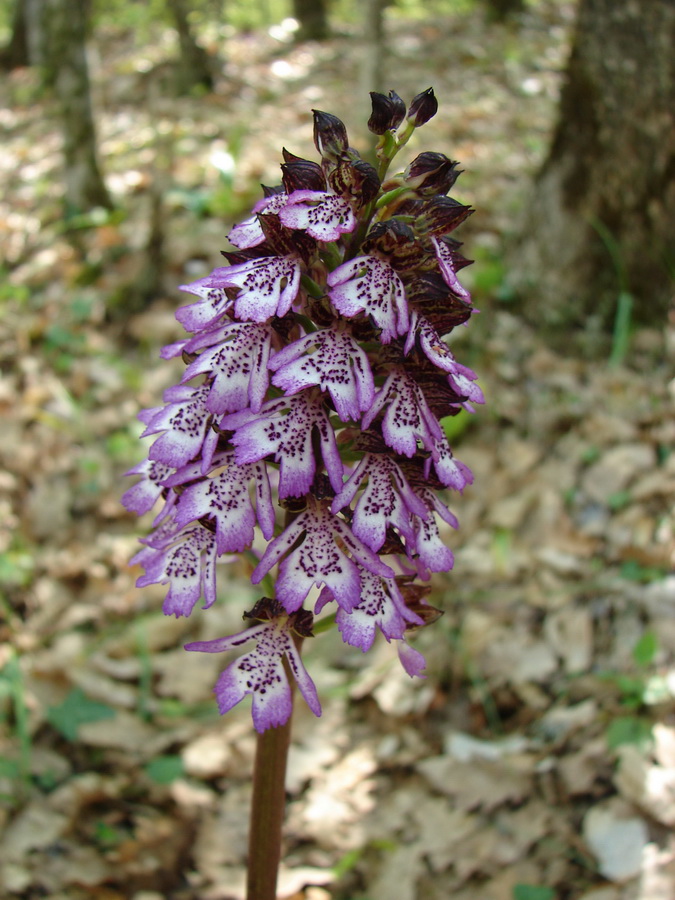 Изображение особи Orchis purpurea.