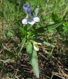 Viola accrescens. Цветущее растение. Татарстан, Бавлинский р-н. 18.05.2013.