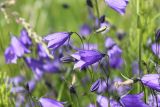 Campanula rotundifolia